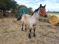 Yegua, Caballos — foto 4