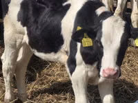 雄牛, Russian Black pied cattle — 写真 8