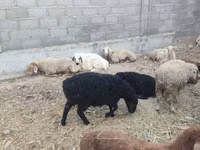 Sheep, Sheep — photo 7