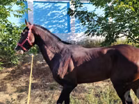 馬（ロット、性別未指定）, Hanoverian — 写真 2