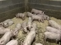خنزير ذكر — الصورة 1