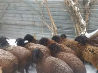 Widder, Gorkov sheep — Foto 2