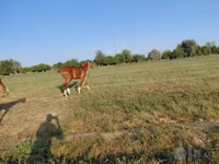 Cheval, Akhal-Teke — photo 3