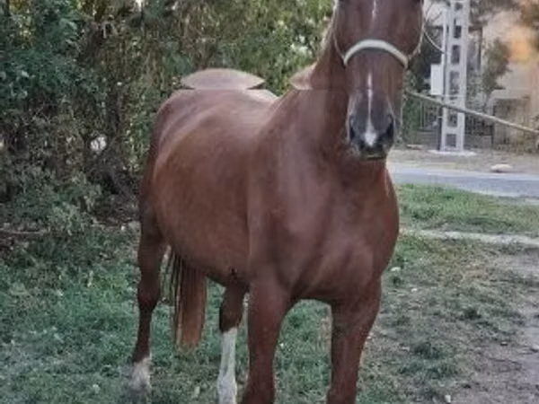 حصان, Kisber felver