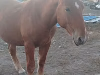 Horse (M), Russian Heavy Draft — photo 1