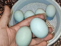 Chickens — foto 5