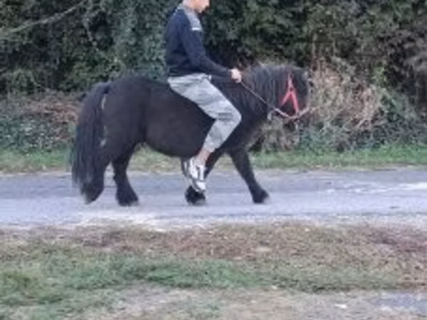 雄馬, 馬