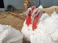 Turkeys — الصورة 4