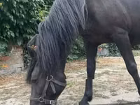 فرس, Hucul pony — الصورة 4