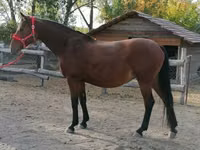 Yegua, Caballos — foto 2
