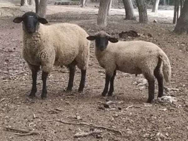 Баран, Белый суффолк овца