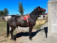 Kuda jantan, Karabair horse — foto 1