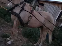 Jument, Chevaux — photo 3