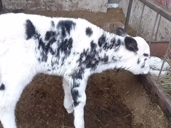 Sapi, Holstein breed