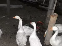 Geese — foto 2