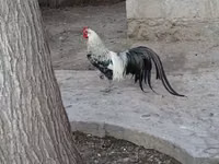 Chickens — फ़ोटो 4