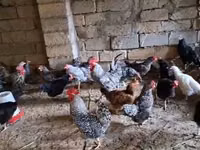Chickens — photo 7