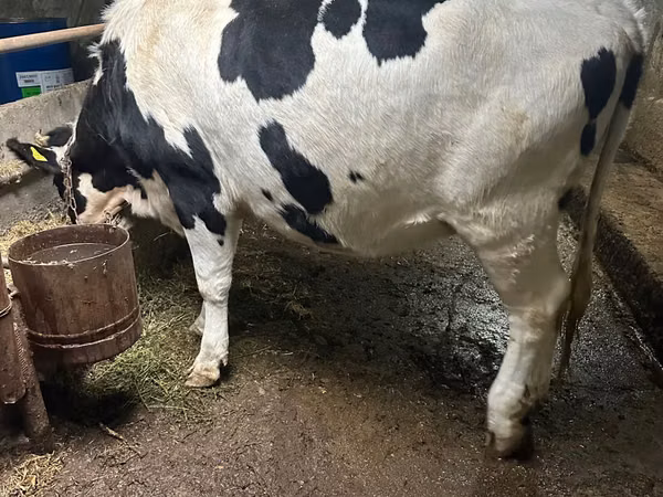 Kuh, Russian Black pied cattle