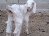 Ziegenbock, Nubian Goat — Foto 3