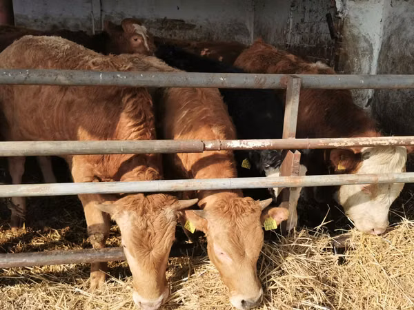 Rinder (Partie, Geschlecht nicht angegeben), Simmental cattle