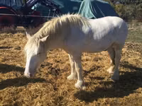 雄馬, Gypsy horse — 写真 4