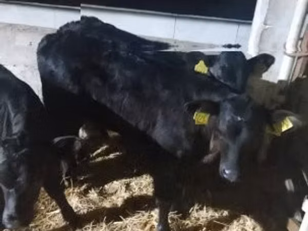 Banteng, Limousin cow