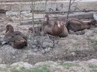 برونز — الصورة 3
