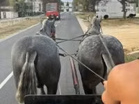 Caballo, Percheron — foto 2