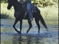 Stute, Tennessee Walking Horse — Foto 5