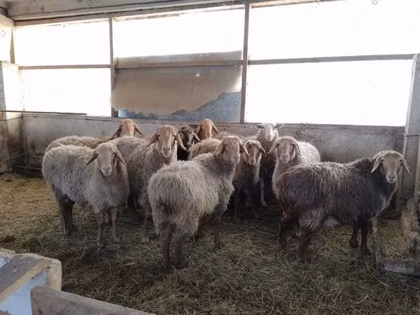 绵羊（批次，未指定性别）, Sheep