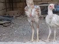 Gallo de pelea de fosa australiano — foto 3