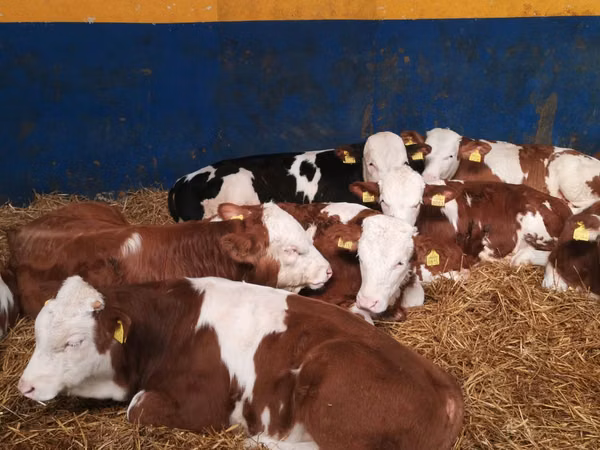Bulle, Simmental cattle