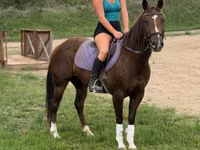 Jument, Quarter Horse — photo 4