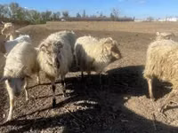 Widder, Merino sheep — Foto 1