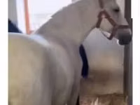 Stute, Lipizzaner — Foto 4
