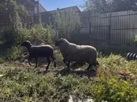 Widder, White Suffolk sheep — Foto 2