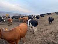 Bulle, Russian Black pied cattle — Foto 1