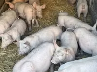 Babi betina — foto 7