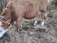 雄牛, Simmental cattle — 写真 1
