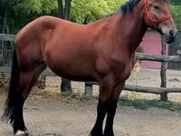 Yegua, Caballos — foto 4