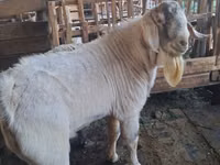 Ziegenbock, Beetal goats — Foto 3