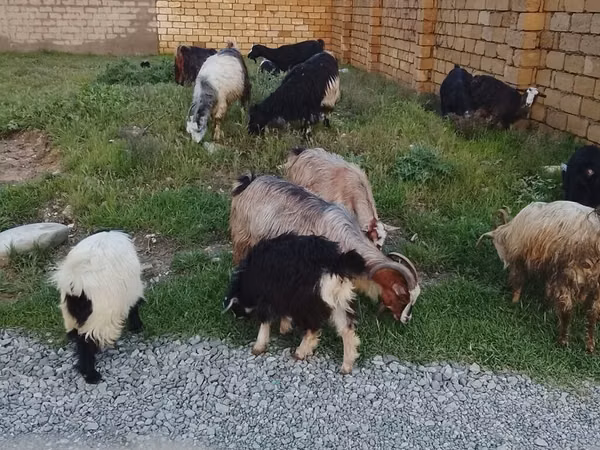 Widder, Daglıс sheep