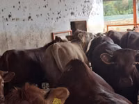 雄牛, Simmental cattle — 写真 6