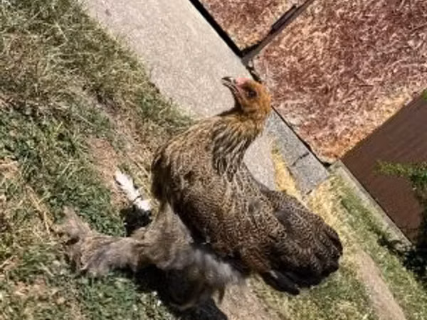 Brahma