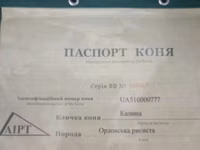 فرس, Orlov Trotter — الصورة 4