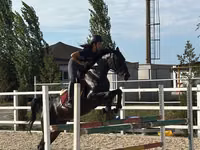 Yegua, Friesian sport horse — foto 2
