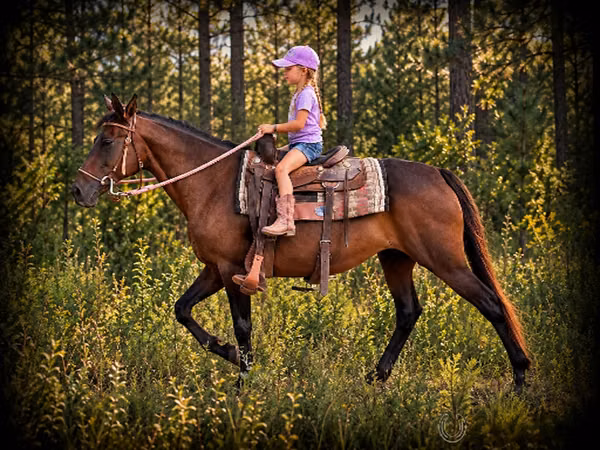 Yegua, Quarter Horse