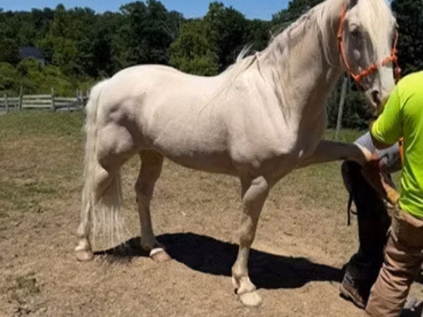 Caballo, Kentucky mountain daddle horse