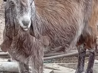 Chèvre, Damask goat — photo 5