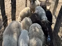 母羊, Merino sheep — 照片 4